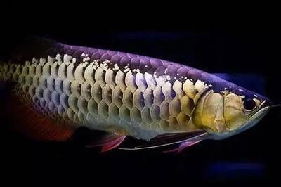 什么屬相不適合養金龍魚：三種屬相的人不適合養金龍魚，需要謹慎考慮考慮考慮