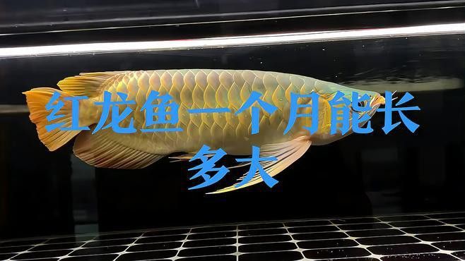 關(guān)于龍魚的生長速度的描述