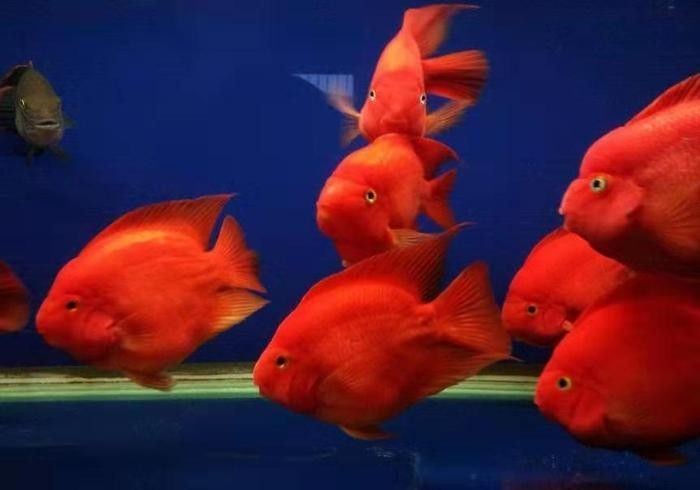 銀龍魚和清道夫魚混養(yǎng)銀龍魚全死了