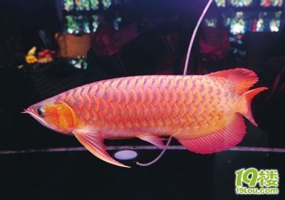 成都紅龍魚（成都紅龍魚養殖常見誤區如何辨別紅龍魚價格昂貴）