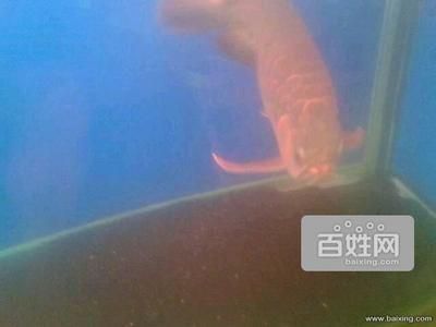 成都紅龍魚（成都紅龍魚養殖常見誤區如何辨別紅龍魚價格昂貴）