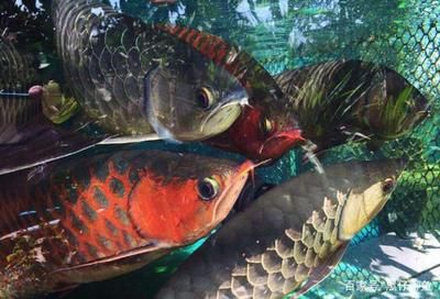 龍魚用多大的缸合適：龍魚適合的魚缸尺寸