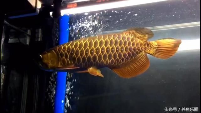 龍魚的溫度最高水溫不能超過多少度以上：如何判斷白條魚是否健康 龍魚的溫度最高水溫不能超過多少度以上：如何判斷白條魚是否健康 龍魚百科 第1張