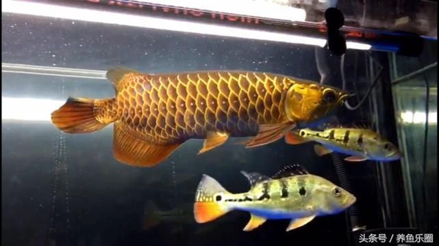 龍魚的溫度最高水溫不能超過多少度以上：如何判斷白條魚是否健康 龍魚的溫度最高水溫不能超過多少度以上：如何判斷白條魚是否健康 龍魚百科 第5張