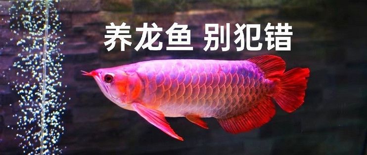 龍魚的溫度最高水溫不能超過多少度以上：如何判斷白條魚是否健康 龍魚的溫度最高水溫不能超過多少度以上：如何判斷白條魚是否健康 龍魚百科 第10張