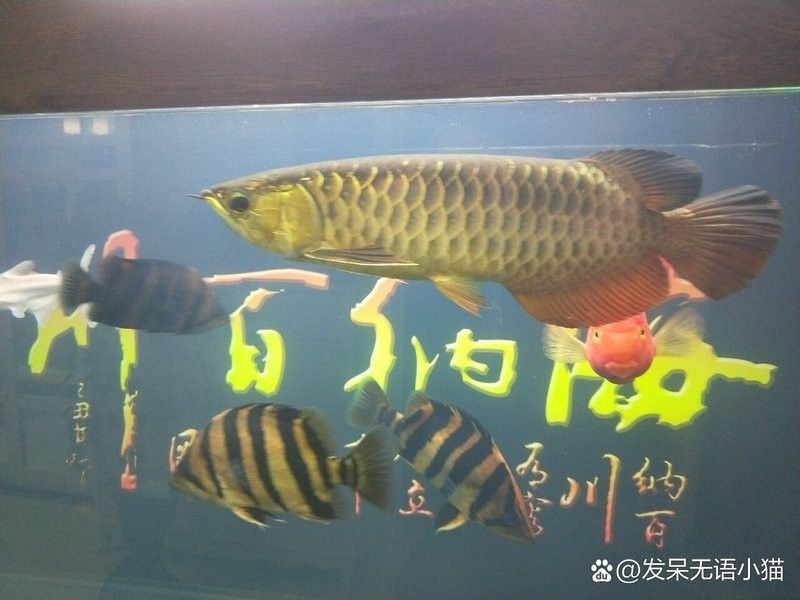 哈基蘭為什么吃龍魚？