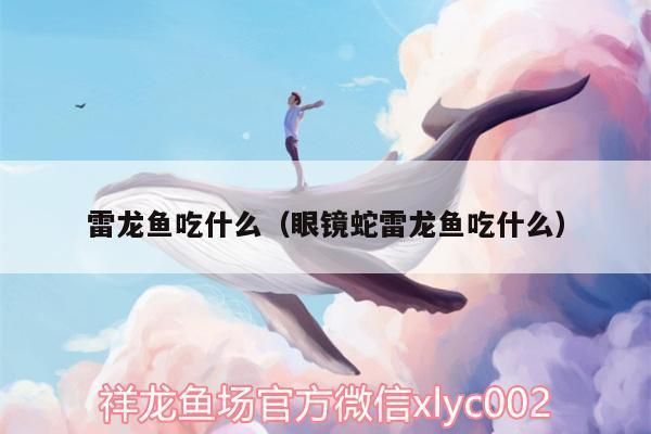 黃金眼鏡蛇雷龍魚喂什么最好（雷龍魚發色飼料品牌推薦，雷龍魚食量控制技巧）