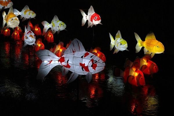 黃金眼鏡蛇雷龍魚喂什么最好（雷龍魚發色飼料品牌推薦，雷龍魚食量控制技巧）
