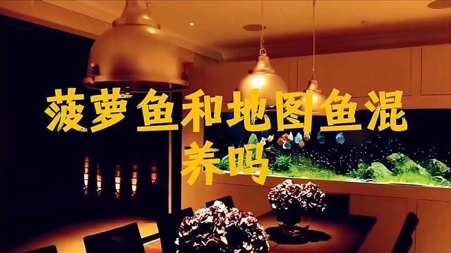 菠蘿魚和龍魚混養