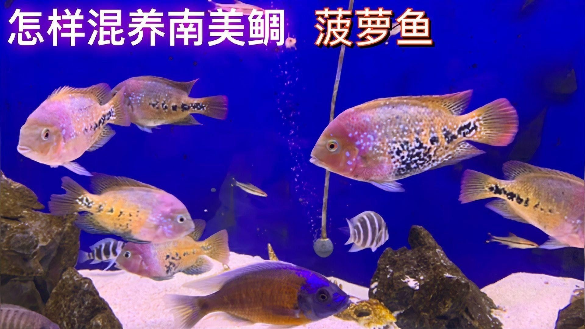 菠蘿魚和龍魚混養