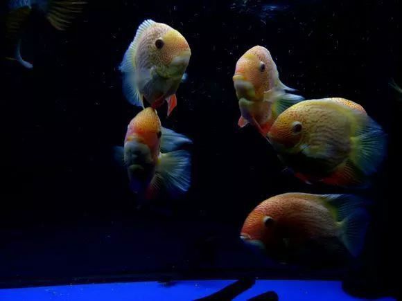 菠蘿魚和龍魚混養