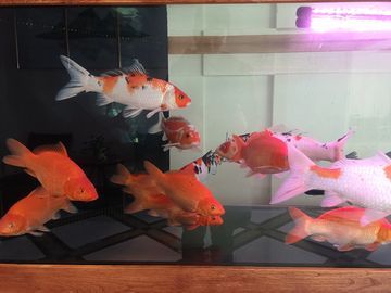 80厘米的魚缸能養銀龍魚嗎（80厘米的魚缸能養銀龍魚嗎-養龍魚要用多大的魚缸）