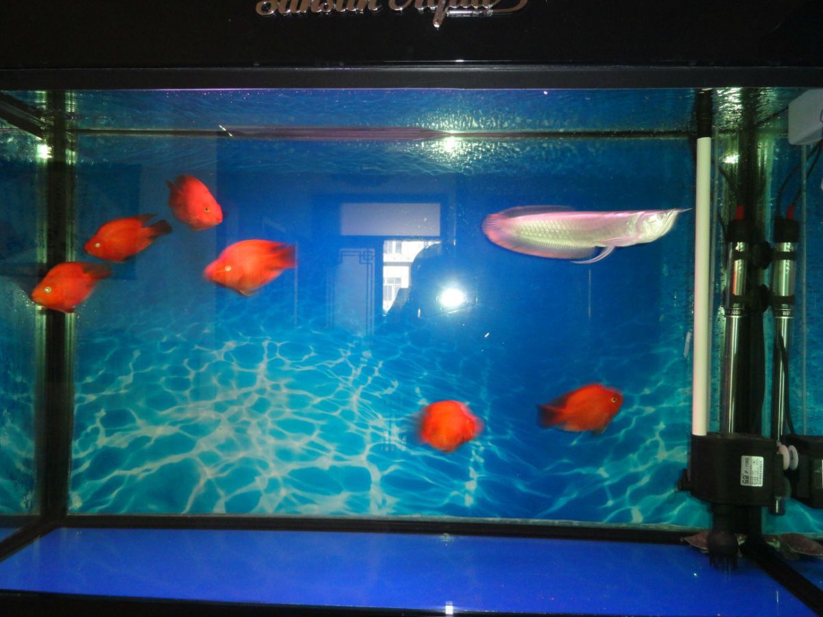 80厘米的魚缸能養銀龍魚嗎（80厘米的魚缸能養銀龍魚嗎-養龍魚要用多大的魚缸）