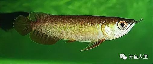 白化金龍魚圖片大全