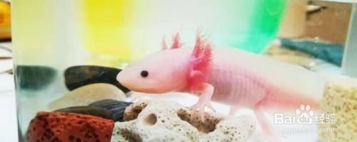 六角龍魚吃啥東西：六角龍魚幼魚喂養技巧六角龍魚幼魚喂養技巧