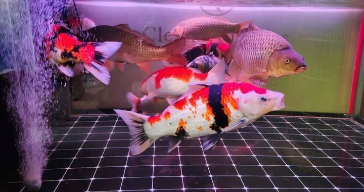魚缸里不換水魚會怎么樣，如何判斷魚缸水質是否惡化