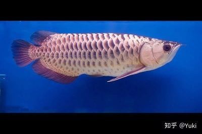 龍魚的魚鱗：龍魚的魚鱗健康狀況可以反映出龍魚的整體健康狀況