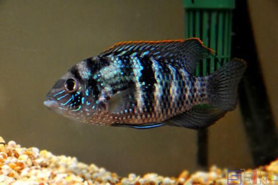 藍玉鳳凰魚圖片
