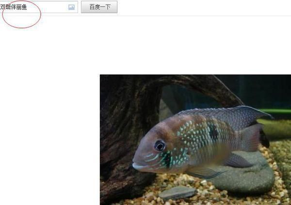 藍玉鳳凰魚圖片