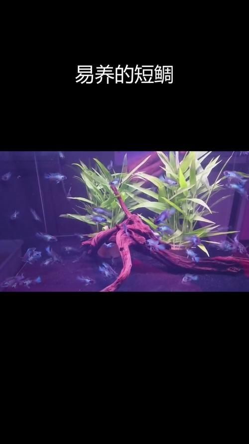 藍玉鳳凰魚圖片