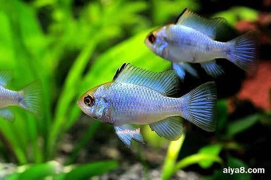 藍玉鳳凰魚圖片
