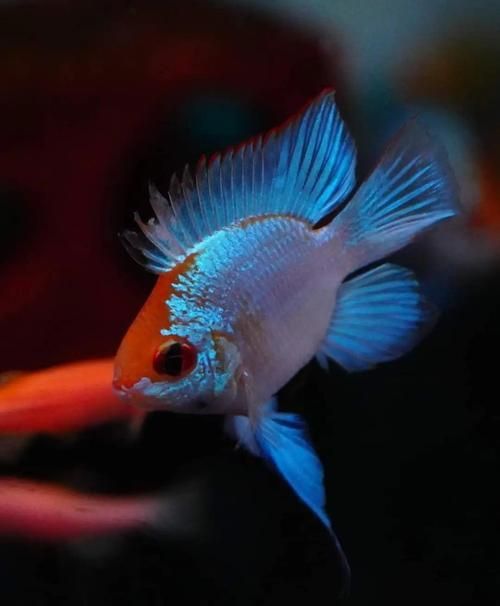 藍玉鳳凰魚圖片