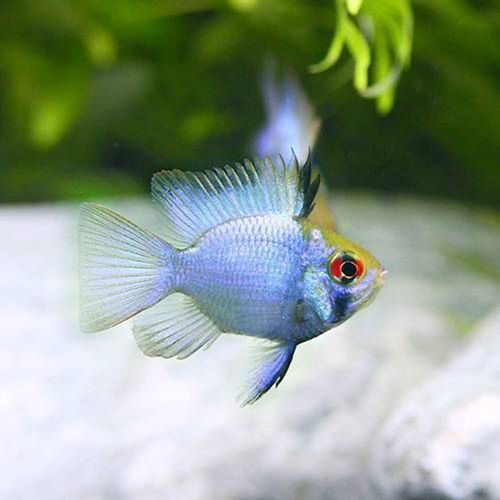 藍玉鳳凰魚圖片