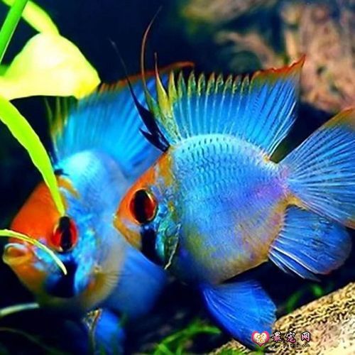 藍玉鳳凰魚圖片