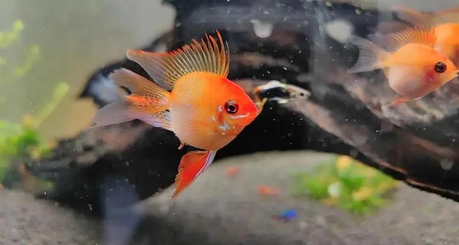 藍玉鳳凰魚圖片