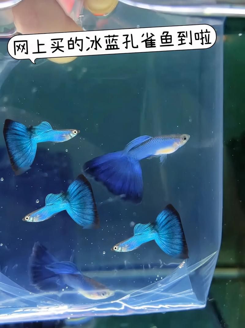 藍玉鳳凰魚圖片