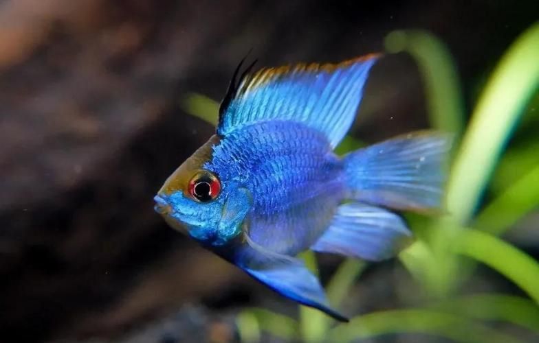 藍玉鳳凰魚圖片