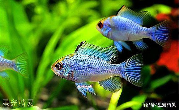 藍玉鳳凰魚圖片