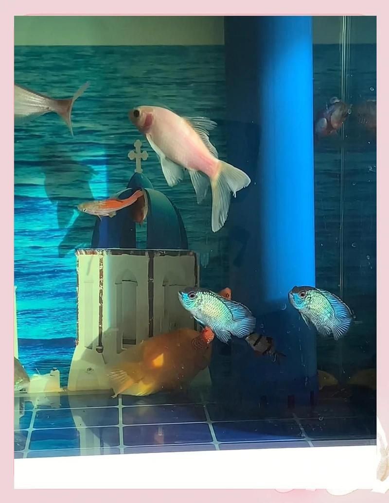 藍玉鳳凰魚圖片
