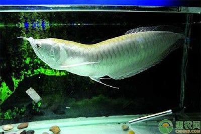 銀龍魚白點病圖片（關于銀龍魚白點病的一些詳細信息和圖片描述）