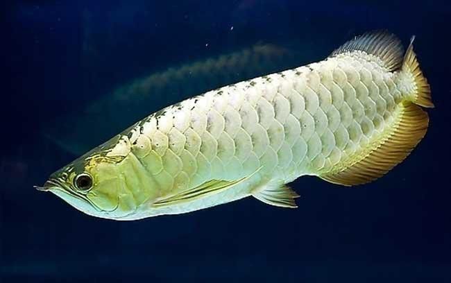 龍魚死亡后多久可以補新魚？