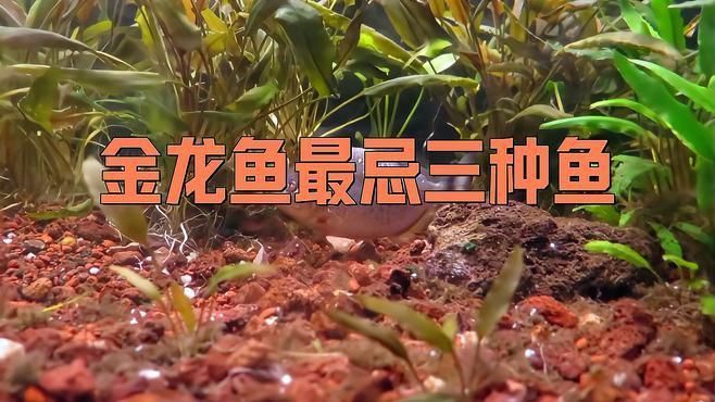 龍魚病最怕三個魚