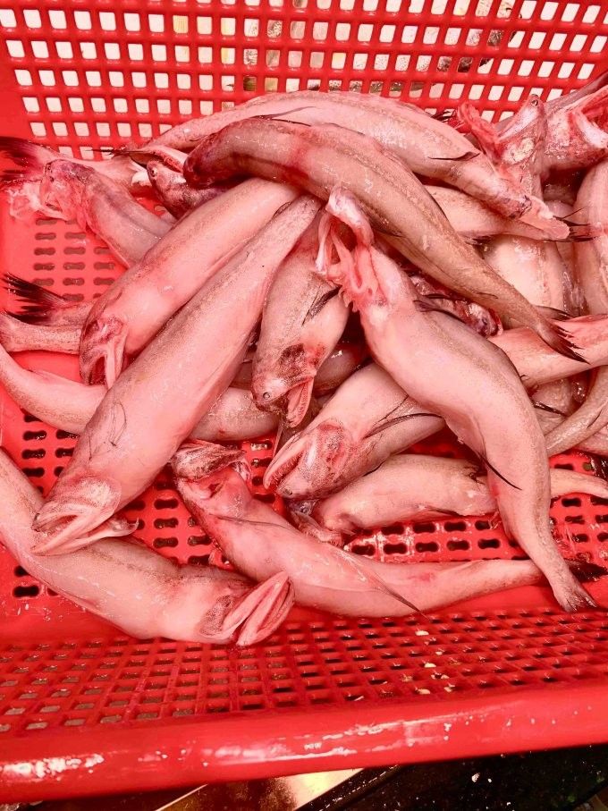 龍頭魚在哪些地區受歡迎？