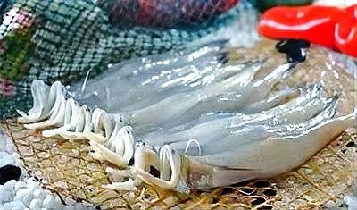 龍頭魚在哪些地區受歡迎？