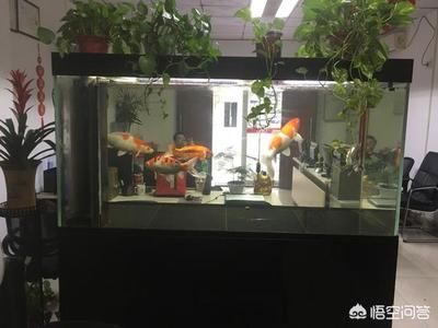 安康龍魚專賣店：在安康市，有多個商鋪涉及龍魚的銷售和相關服務