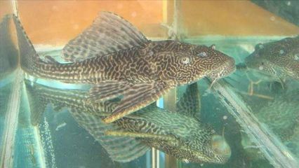 龍魚養殖技術培訓課件：龍魚養殖技術培訓課件摘要 龍魚養殖技術培訓課件：龍魚養殖技術培訓課件摘要 龍魚百科 第2張