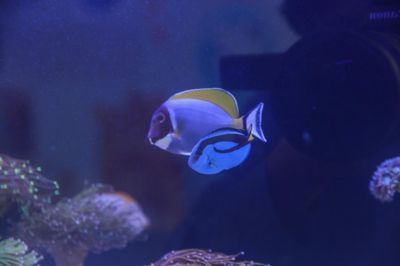 龍魚養殖技術培訓課件：龍魚養殖技術培訓課件摘要 龍魚養殖技術培訓課件：龍魚養殖技術培訓課件摘要 龍魚百科 第1張