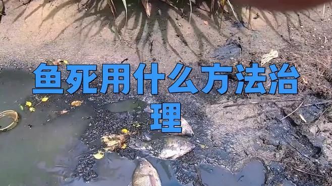 龍魚突然死亡后應該如何處理？