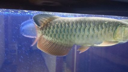 龍魚的價(jià)值在哪(龍魚養(yǎng)殖技術(shù)要點(diǎn),如何鑒別龍魚品種,龍魚飼養(yǎng)環(huán)境要求) 龍魚百科 第2張 龍魚的價(jià)值在哪(龍魚養(yǎng)殖技術(shù)要點(diǎn),如何鑒別龍魚品種,龍魚飼養(yǎng)環(huán)境要求) 龍魚的價(jià)值在哪(龍魚養(yǎng)殖技術(shù)要點(diǎn),如何鑒別龍魚品種,龍魚飼養(yǎng)環(huán)境要求) 龍魚百科 第2張