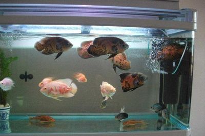銀龍魚苗缸內布置技巧：銀龍魚苗缸內過濾系統的搭建