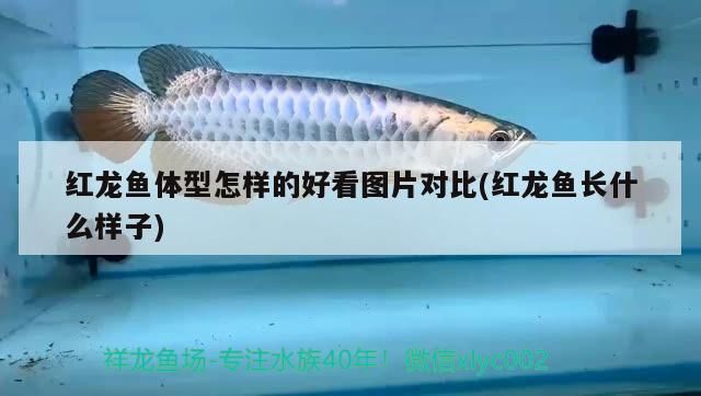 紅龍魚體型怎樣的好看圖片對(duì)比(紅龍魚長(zhǎng)什么樣子)