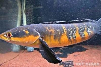 養什么龍魚好看又旺財：什么樣的龍魚既美觀又能帶來好運和財富