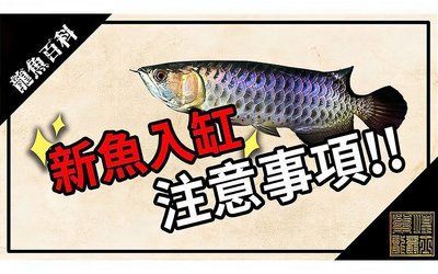 龍魚用藥注意事項圖片：龍魚用藥后水質管理步驟詳解龍魚用藥后水質管理