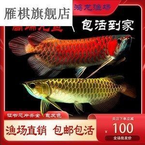 龍魚用藥注意事項圖片：龍魚用藥后水質管理步驟詳解龍魚用藥后水質管理
