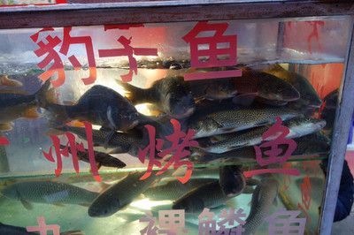 黃龍魚長大是什么樣子：黃龍魚成年后有著獨特的外觀特征
