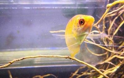 黃龍魚長大是什么樣子：黃龍魚成年后有著獨特的外觀特征